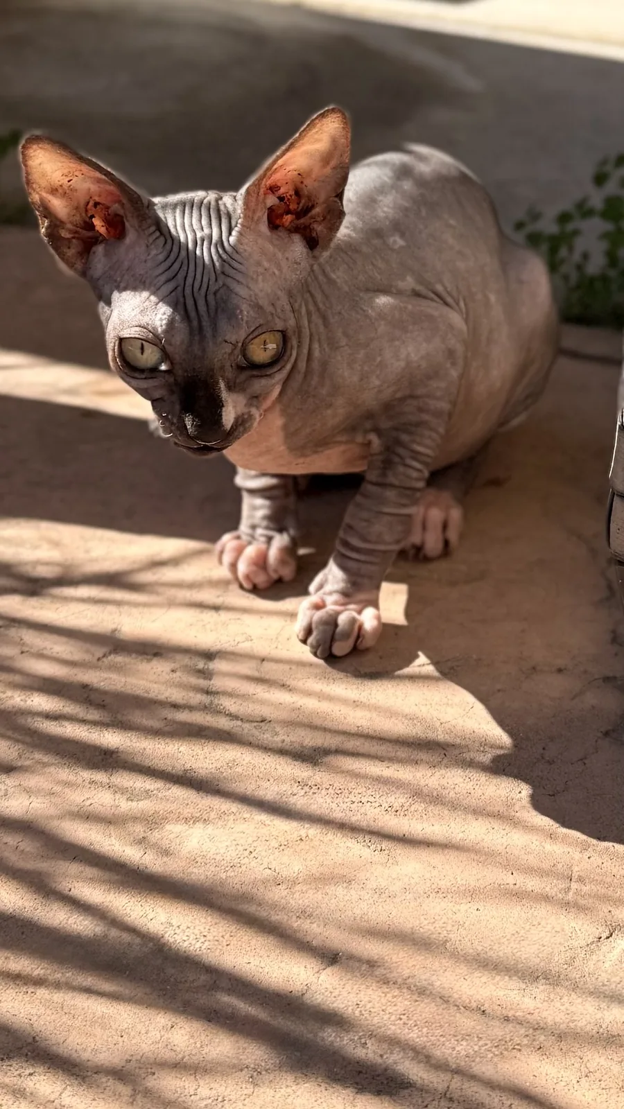 A cat from a reputable Furpi breeder in warm natural light