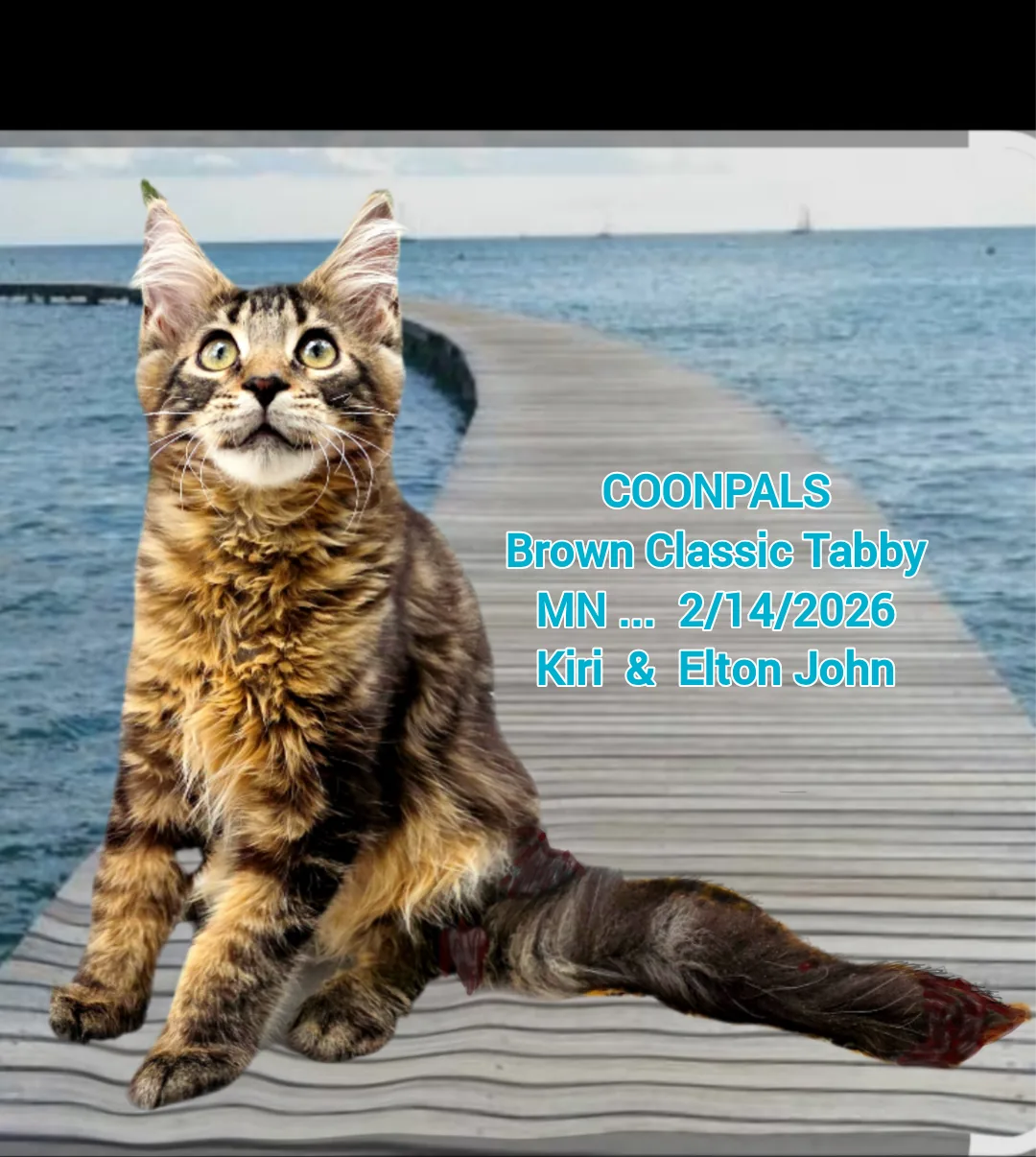 A cat from a reputable Furpi breeder