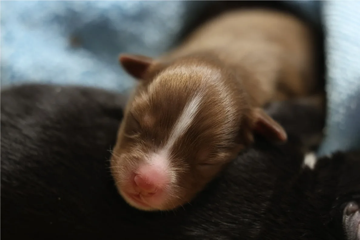 A dog from a reputable Furpi breeder