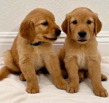 A pet from a reputable Furpi breeder in soft natural light
