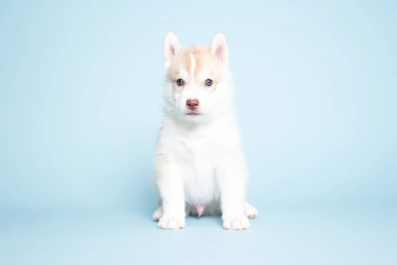 A breeder with their pet in soft natural light